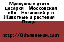 Мускусные утята , цесарки - Московская обл., Ногинский р-н Животные и растения » Птицы   